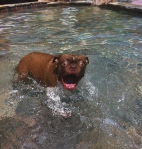 dog