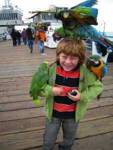 parrots