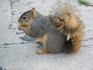 squirrel