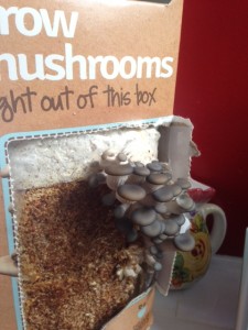 mushrooms7