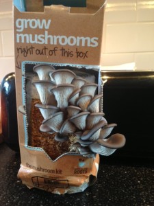 mushrooms9